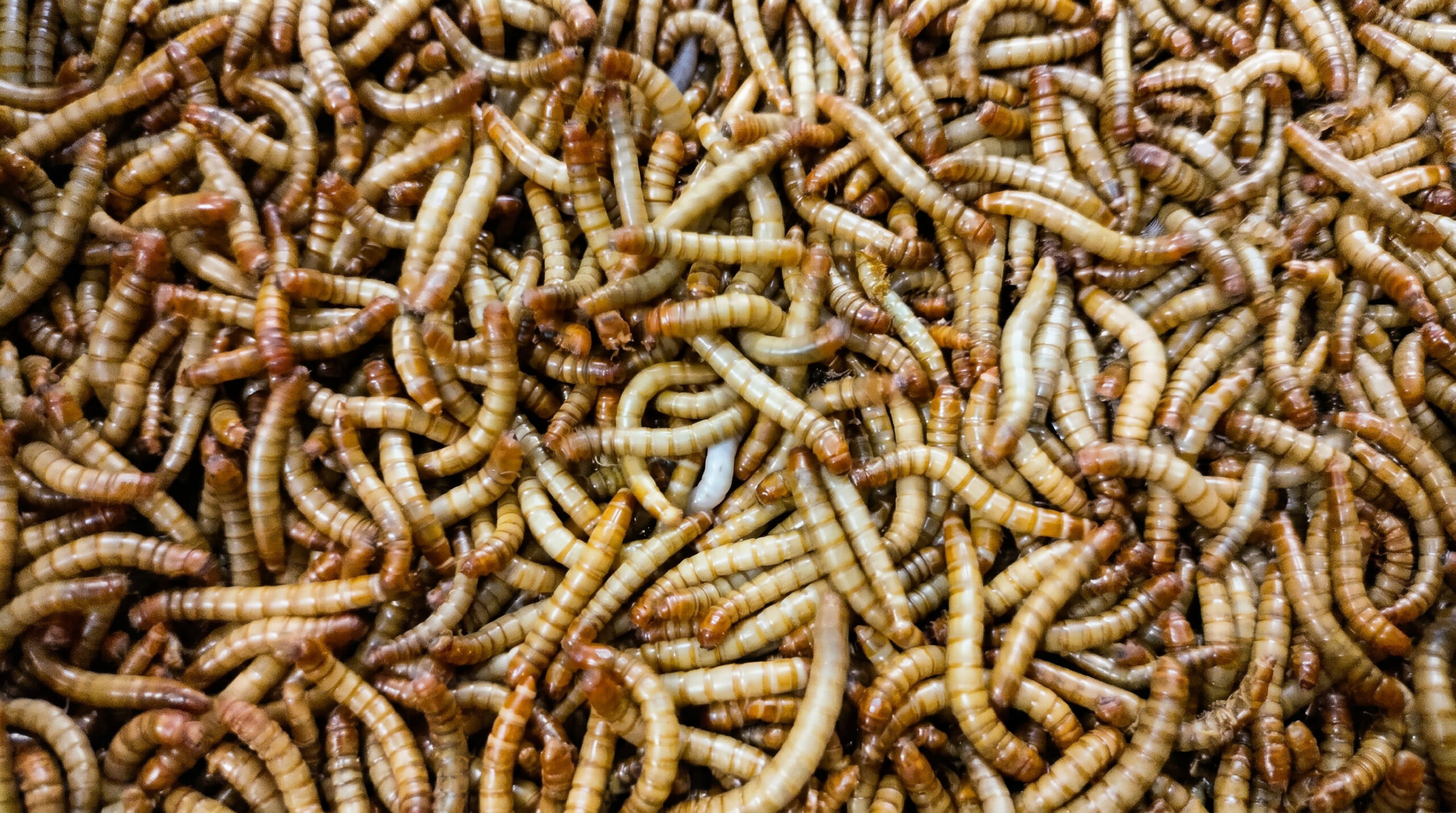 Larvas vivas de Tenebrio molitor, producto km 0 de LarBones