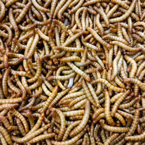 Larvas vivas de Tenebrio molitor producto LarBones