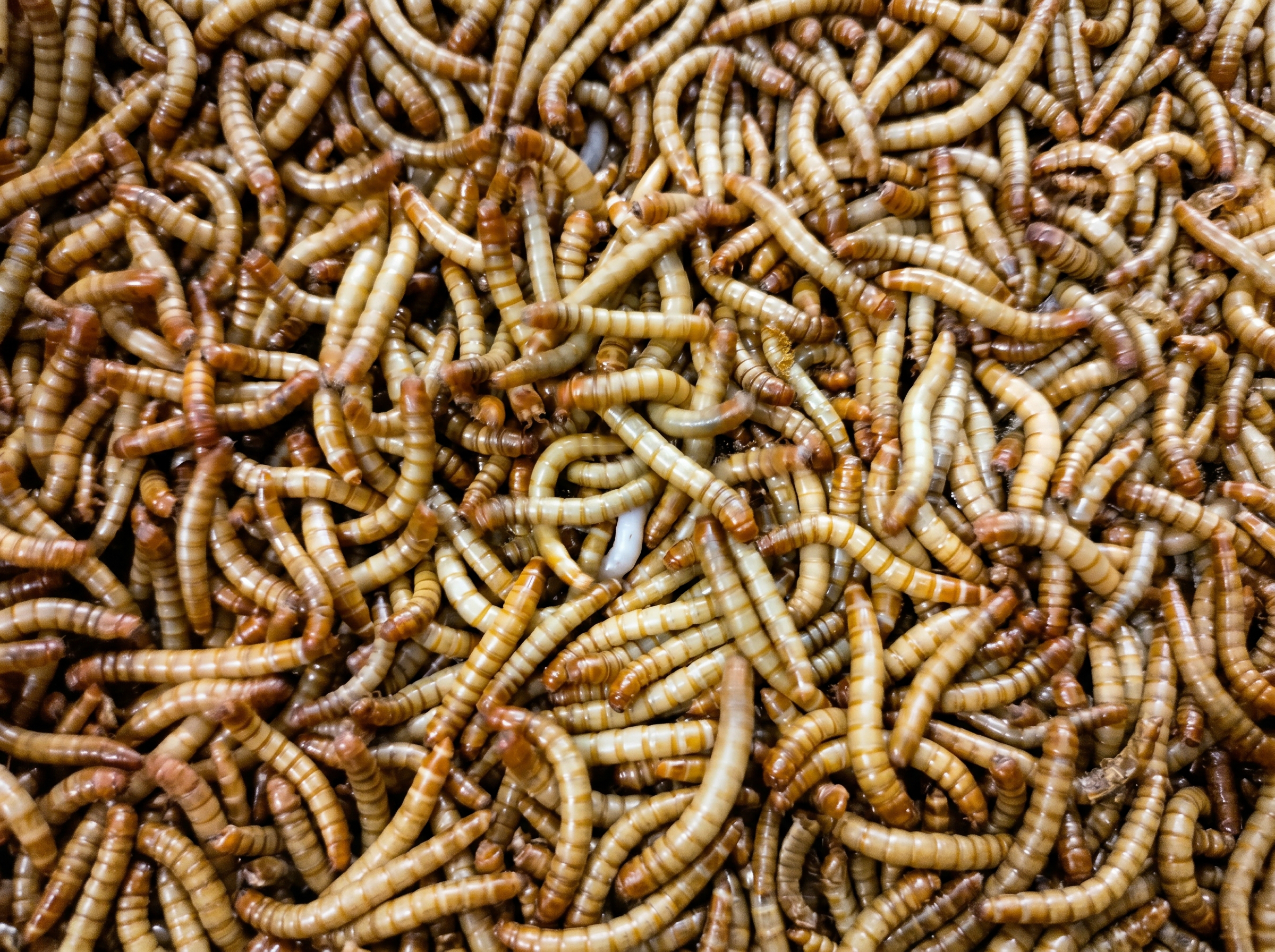 Larvas vivas de Tenebrio molitor, producto LarBones