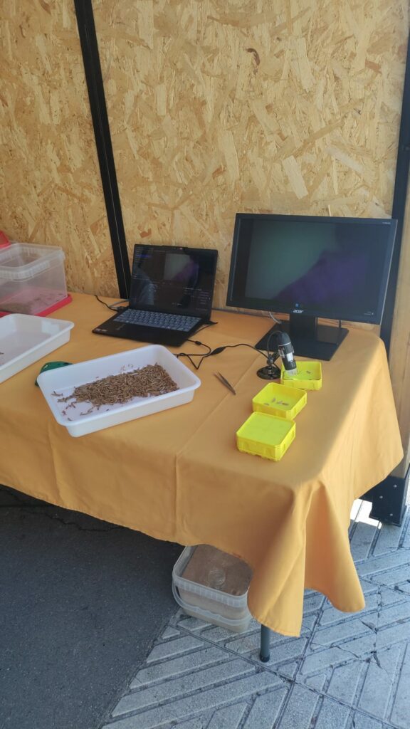 Muntatge de l'activitat d'observació a FirAnoia: microscopi digital, pantalla i safates amb larves i pupes